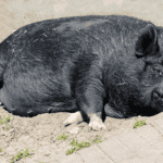 svin som vilar på marken med avspänd buk