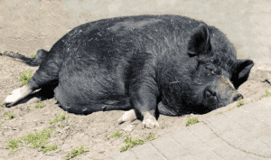 Svin som vilar på marken och släpper ut magen.